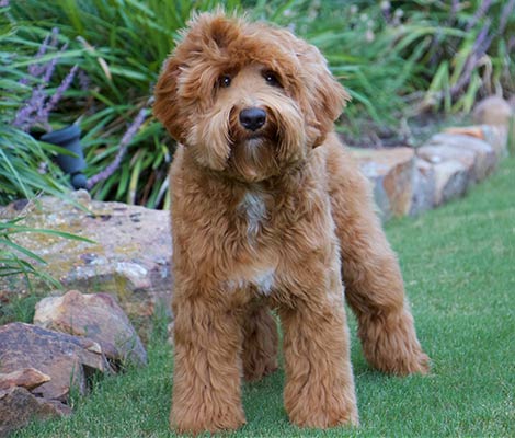Finn the Australian Labradoodle