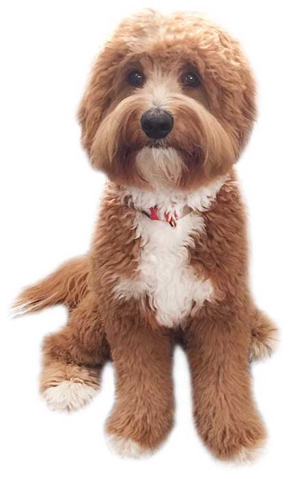 reddish australian labradoodle with white markings in a sitting position after grooming