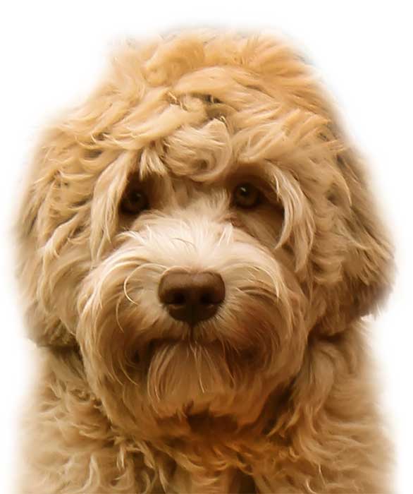 reddish labradoodle with brown eyes waiting for food