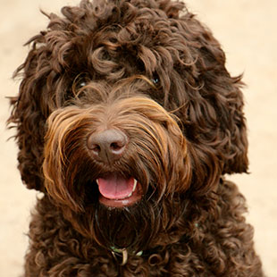 Georgie Girl the Legendary Labradoodle