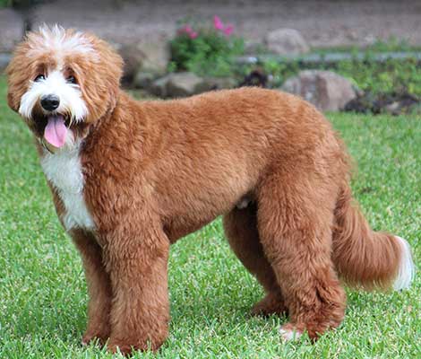 Goose the Australian Labradoodle