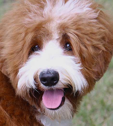 Goose the Australian Labradoodle