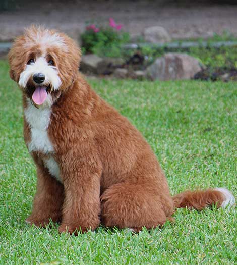 Goose the Australian Labradoodle