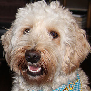 Gracie the Legendary Labradoodle