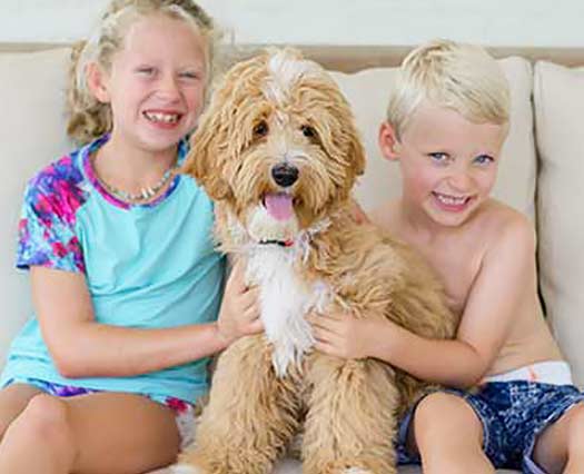 Legendary Labradoodles puppies