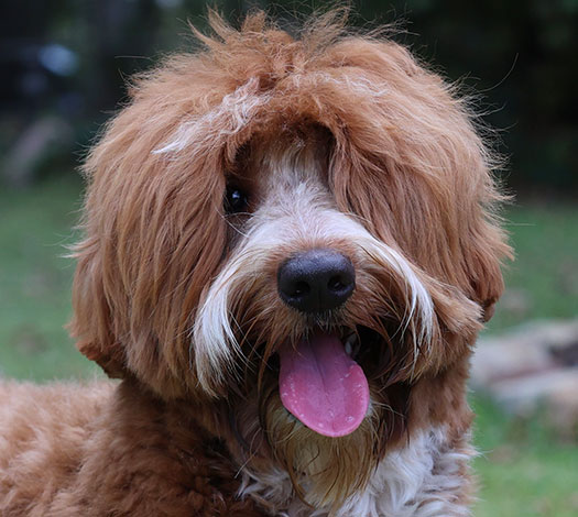 izzy the Legendary Labradoodle