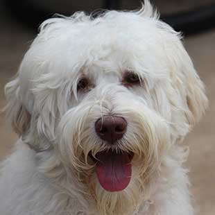 Jules the Legendary Labradoodle