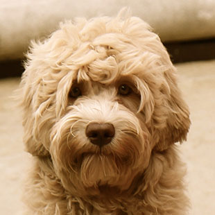 June Bug the Legendary Labradoodle