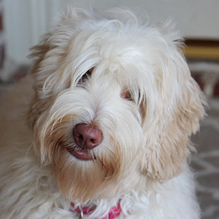 Katie the Legendary Labradoodle