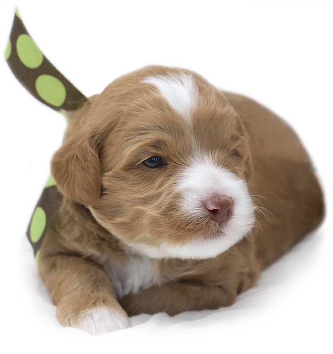 tiny brown and white australian labradoodle with green and brown ribbob laying down on white blanket