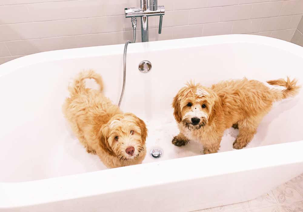 2 muddy labradoodles in a bathtub