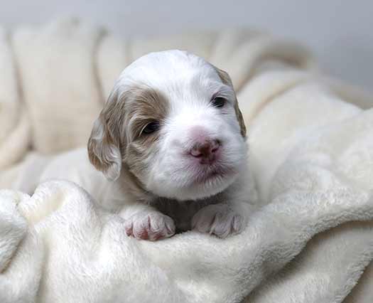 parti Legendary Labradoodle puppy sitting in a basket covered with a white blanket