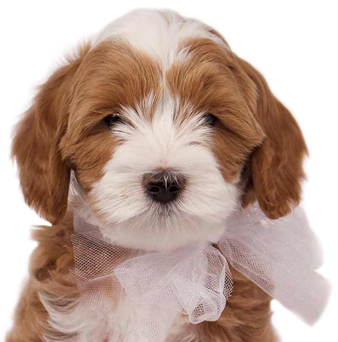 Legendary Labradoodles boys banner