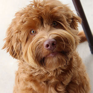 Lizzie the Legendary Labradoodle