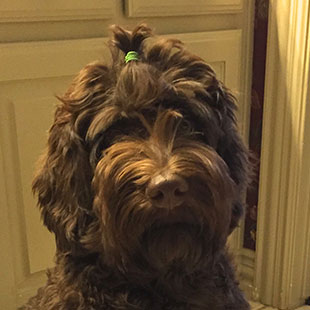 Lola the Legendary Labradoodle