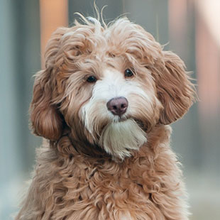 London the Legendary Labradoodle