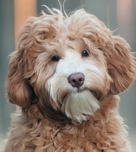 labradoodle mini fleece