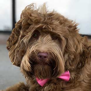 Lulu the Legendary Labradoodle