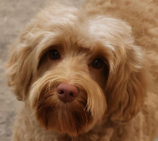 Marlee the Australian Labradoodle