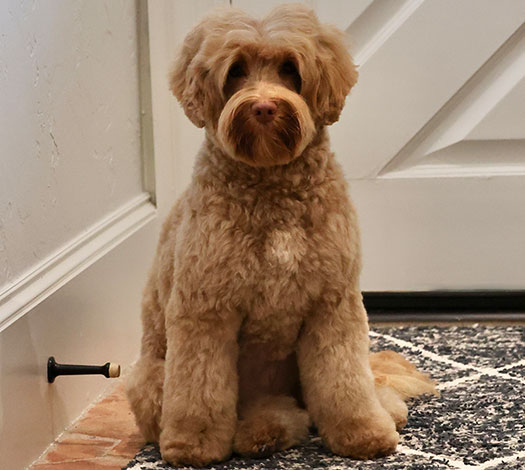 Marlee the Australian Labradoodle