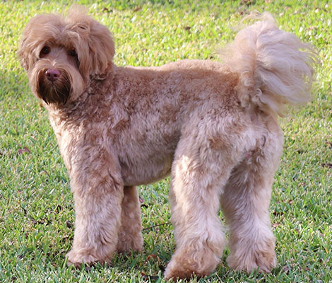 Marlee the Australian Labradoodle