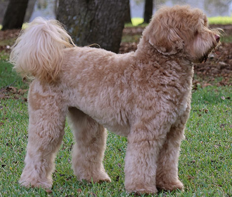 Marlee the Australian Labradoodle