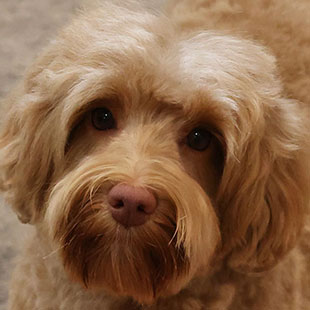 Marlee the Legendary Labradoodle