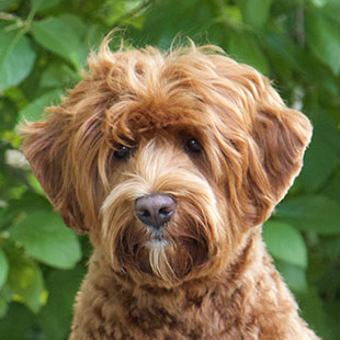 Mayzie the Legendary Labradoodle