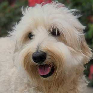 Mia the Legendary Labradoodle