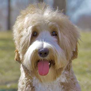 monroe the Legendary Labradoodle