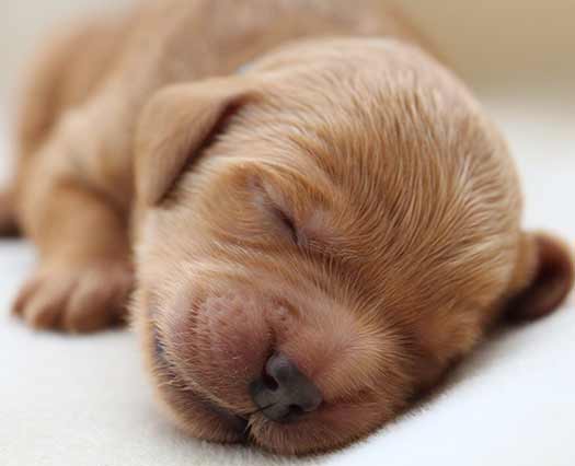 reddish Legendary Labradoodle puppy sleeping on a white blanket