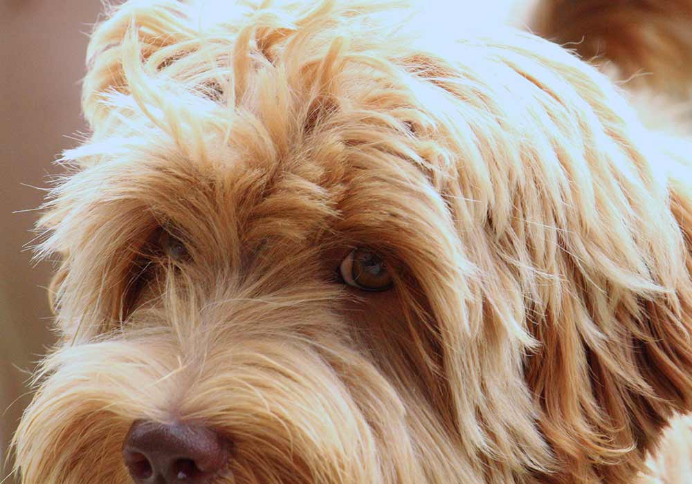 reddish Legendary Labradoodles mother dog