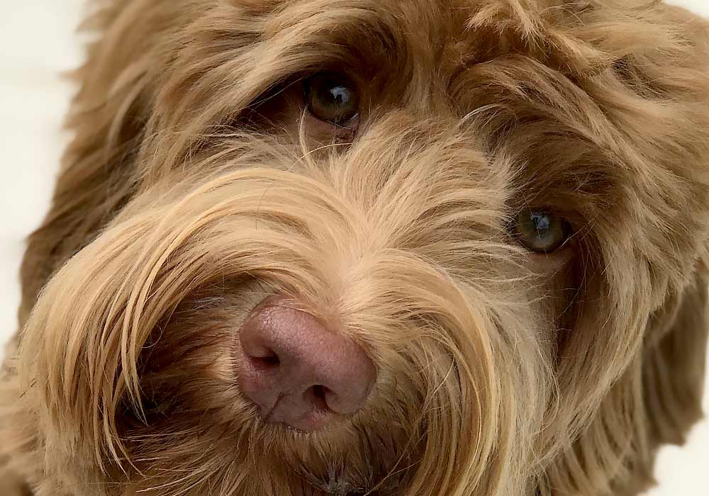 Legendary Labradoodles boys banner