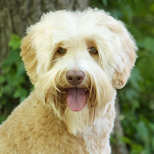 Parker the Legendary Labradoodle