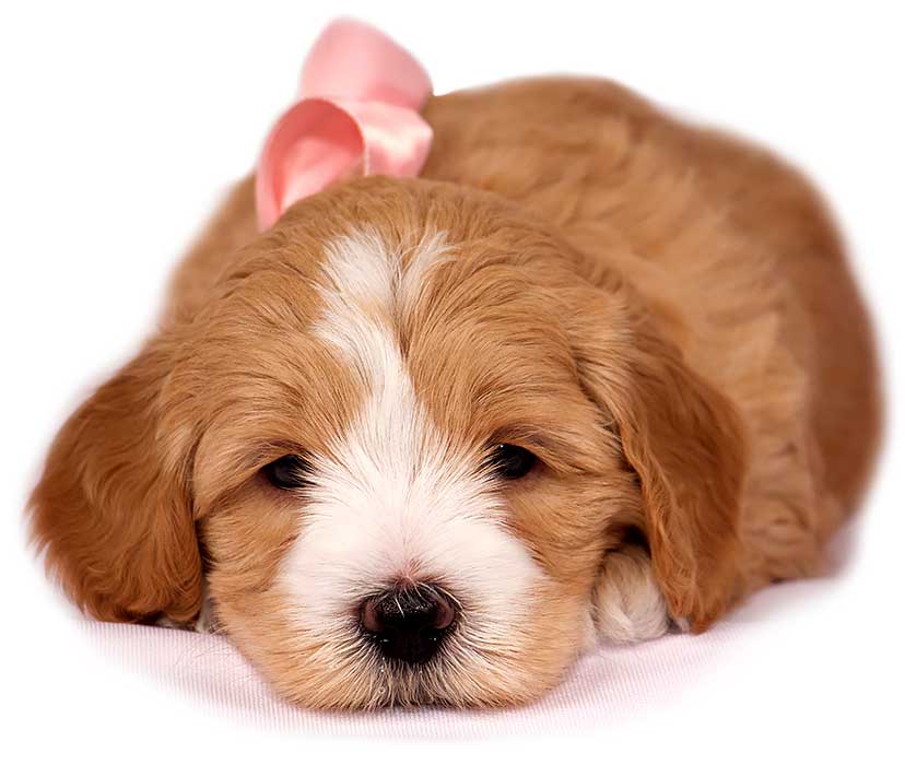 Legendary Labradoodle puppy laying down on blanket