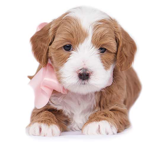 past litters puppy representing 2014-2015