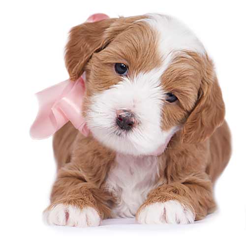 past litters puppy representing 2016-2017