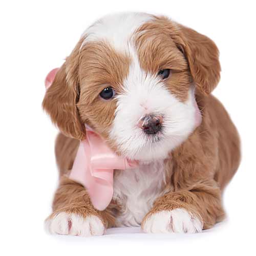 past litters puppy representing 2018-2019