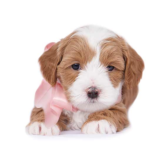 past litters puppy representing 2020-2021