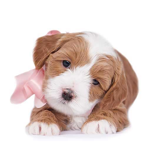 past litters puppy representing 2022-2023