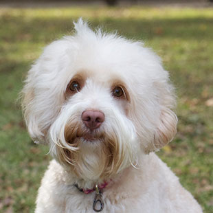 Penny the Legendary Labradoodle