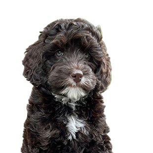 Pepper the Legendary Labradoodle