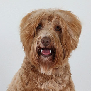 Phineas the Legendary Labradoodle