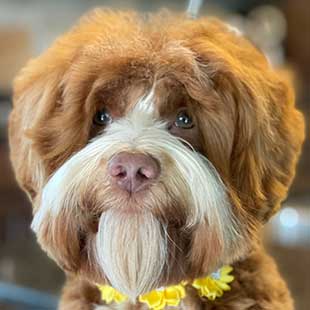 Piper the Legendary Labradoodle