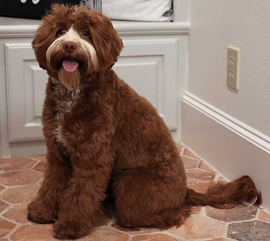 Piper the Australian Labradoodle