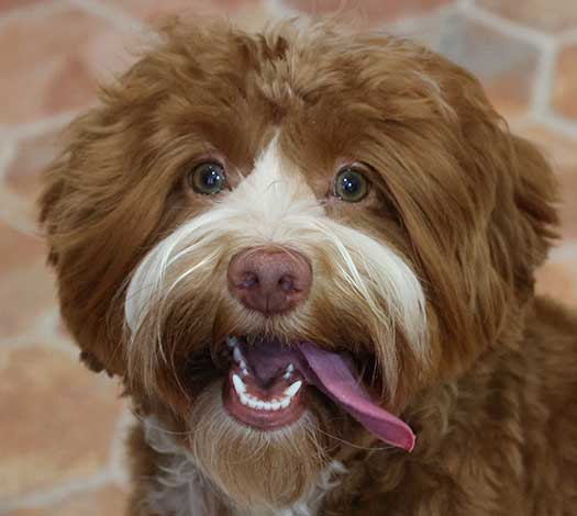 Piper the Australian Labradoodle