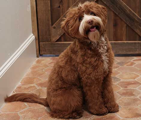 Piper the Australian Labradoodle