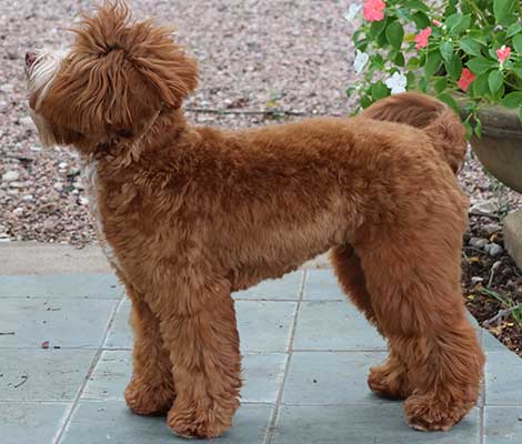 Piper the Australian Labradoodle