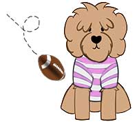 toy football flying through air and landing next to Australian labradoodle