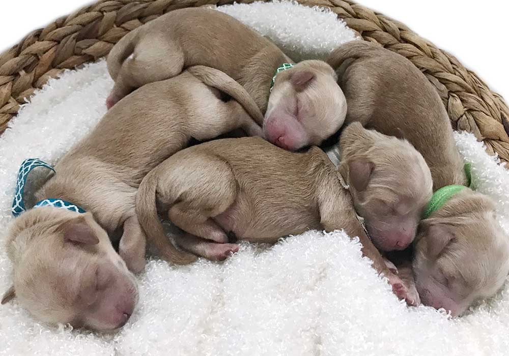 puppy litter in a basket